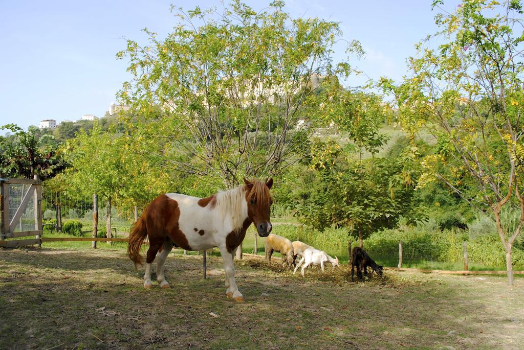 Agriturismo L'Arca Di Anna Brambilla Belvedere Marittimo Dış mekan fotoğraf